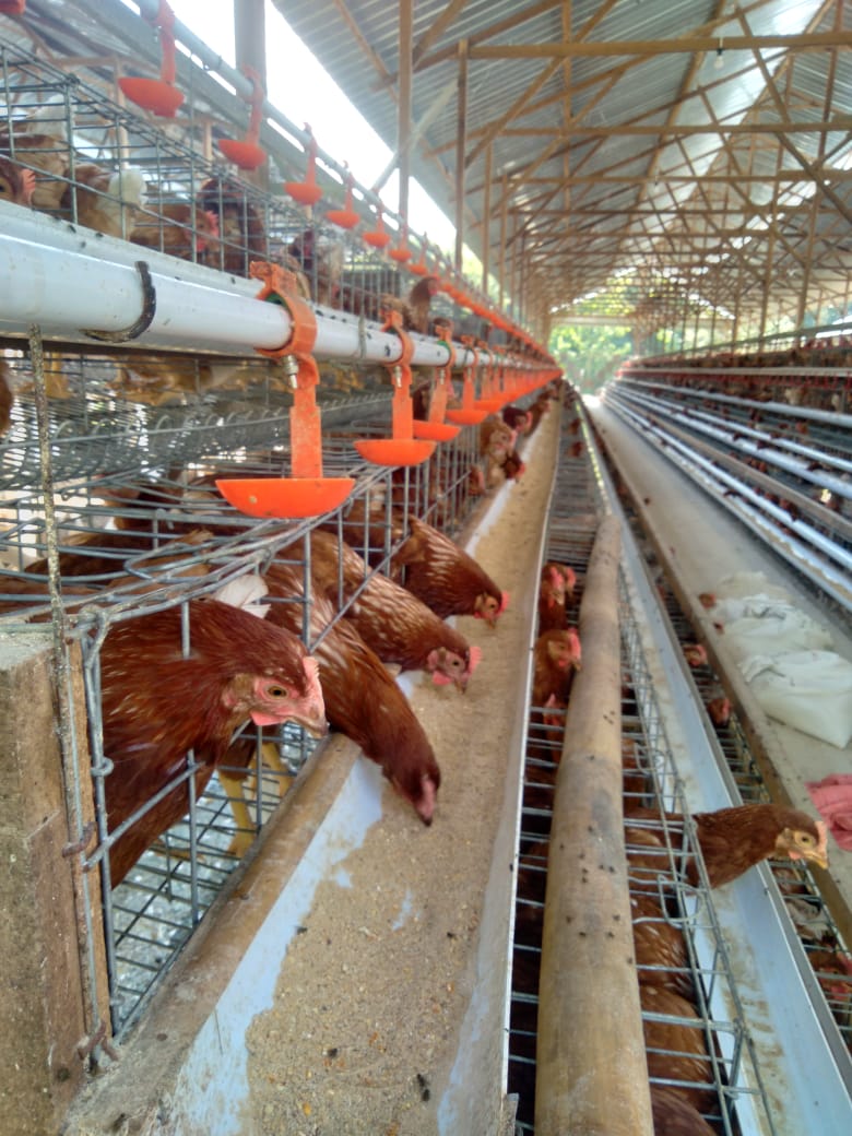 SL Farm Kandang